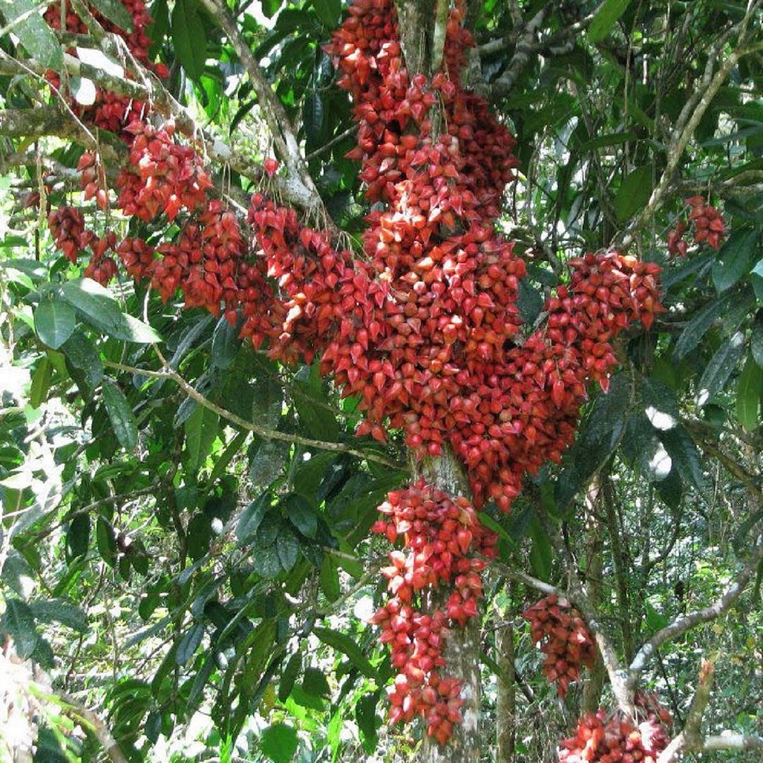 Polynesian Produce Stand Baccaurea Angulata Borneo Jungle Fruit